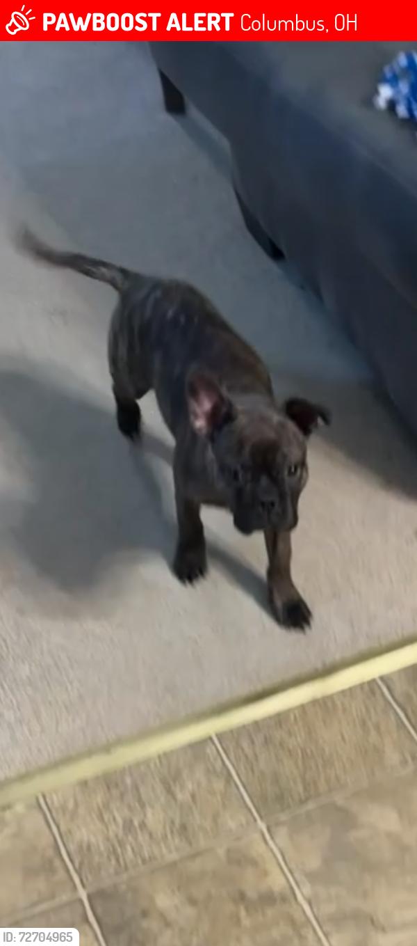 Lost Male Dog last seen Grassy area near Spangler and Williams and Pendent and Willowswitch , Columbus, OH 43207