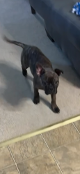 Lost Male Dog last seen Grassy area near Spangler and Williams and Pendent and Willowswitch , Columbus, OH 43207