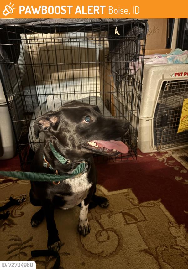Found/Stray Female Dog last seen Franklin and Orchard, Boise, ID 83702