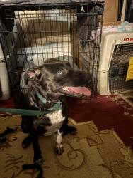 Found/Stray Female Dog last seen Franklin and Orchard, Boise, ID 83702