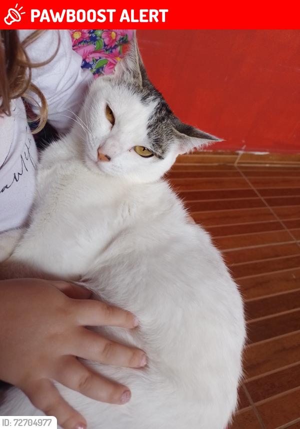 Lost Female Cat last seen Avenida das palmeiras 85 bairro jardim santa mônica , Jardim Santa Monica, PR 83302-240