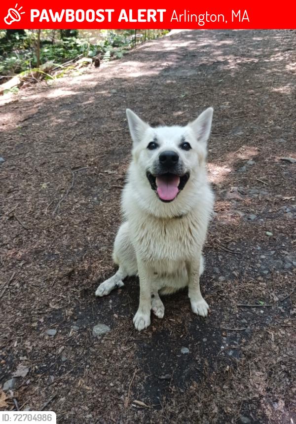 Lost Male Dog last seen Lennon and blossom St, Arlington, MA, Arlington, MA 02474