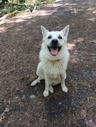 Lost Male Dog last seen Lennon and blossom St, Arlington, MA, Arlington, MA 02474