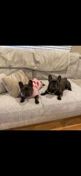 Lost Male Dog last seen Last Seen Running Loose in Pitman Area, Turlock, CA 95382
