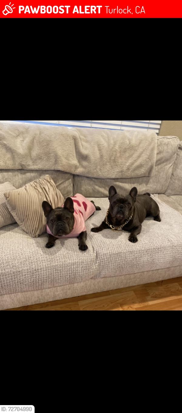 Lost Male Dog last seen Last Seen Running Loose in Pitman Area, Turlock, CA 95382