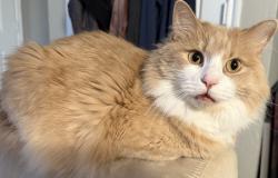 Lost Male Cat last seen Keuka Dr, Marana, AZ 85653