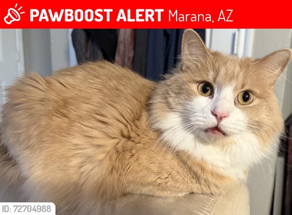 Lost Male Cat last seen Keuka Dr, Marana, AZ 85653