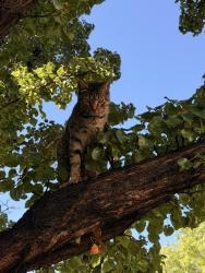 Lost Female Cat last seen Commanche & Tramway, Albuquerque, NM 87111