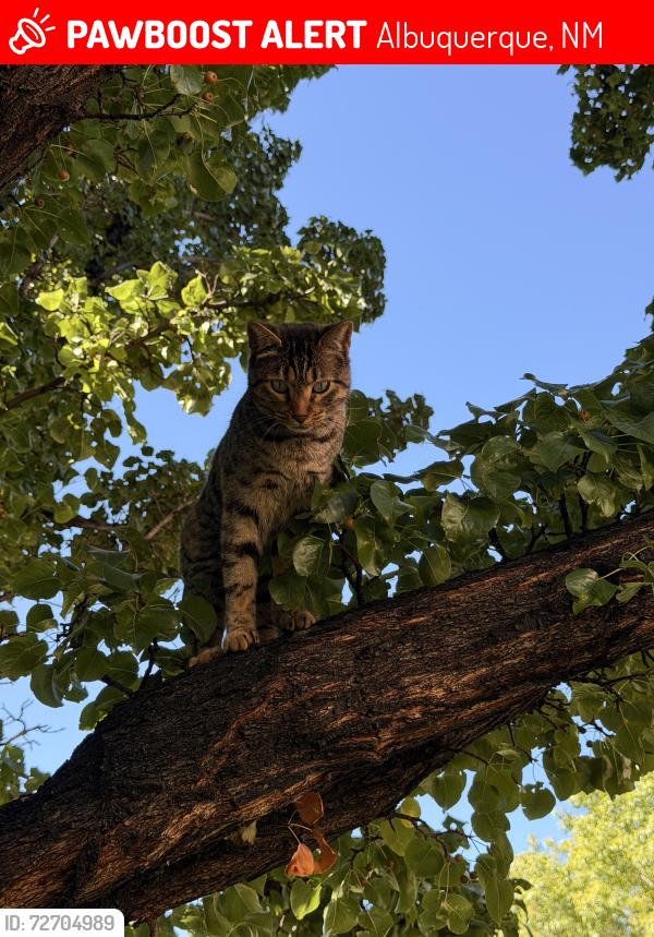 Lost Female Cat last seen Commanche & Tramway, Albuquerque, NM 87111
