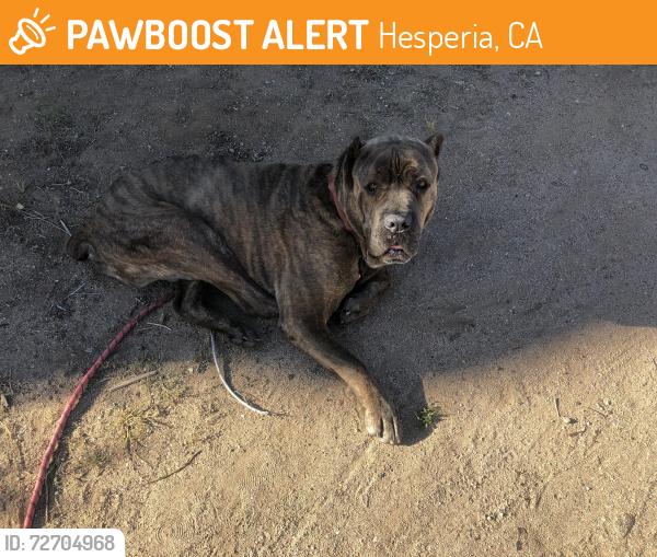 Found/Stray Male Dog last seen 3rd st Hesperia ca 92345, Hesperia, CA 92340