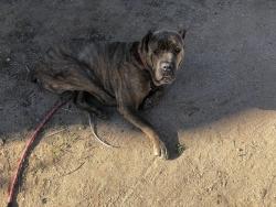 Found/Stray Male Dog last seen 3rd st Hesperia ca 92345, Hesperia, CA 92340