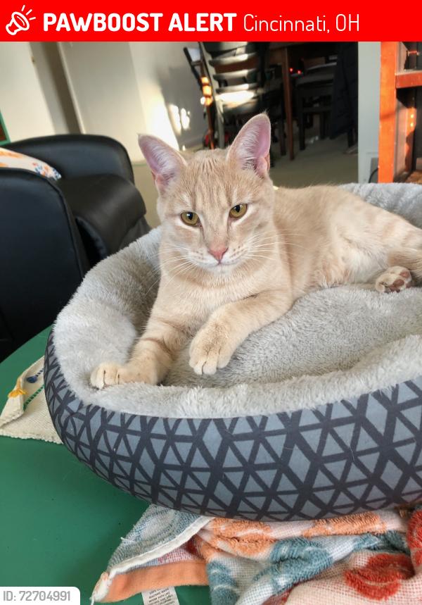 Lost Male Cat last seen Hamilton and Centerridge near the Krogers, Cincinnati, OH 45231