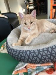 Lost Male Cat last seen Hamilton and Centerridge near the Krogers, Cincinnati, OH 45231
