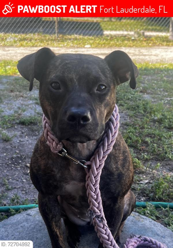 Lost Female Dog last seen Fort Lauderdale FL, 33311, Fort Lauderdale, FL 33311