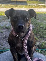 Lost Female Dog last seen Fort Lauderdale FL, 33311, Fort Lauderdale, FL 33311
