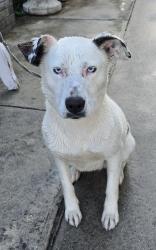 Lost Female Dog last seen Food4Less Olympic Blvd, Los Angeles, CA 90023