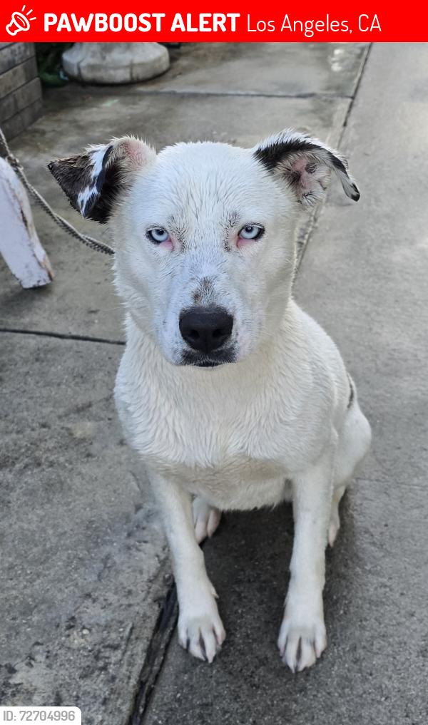 Lost Female Dog last seen Food4Less Olympic Blvd, Los Angeles, CA 90023