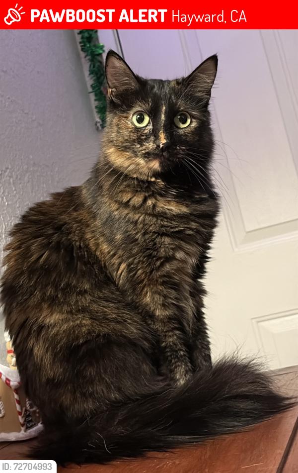 Lost Female Cat last seen Near Amador St, Hayward, CA 94544