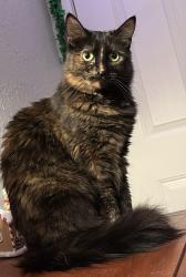 Lost Female Cat last seen Near Amador St, Hayward, CA 94544