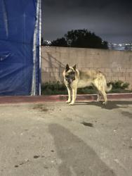Found/Stray Male Dog last seen Dairy mart, San Diego, CA 92173