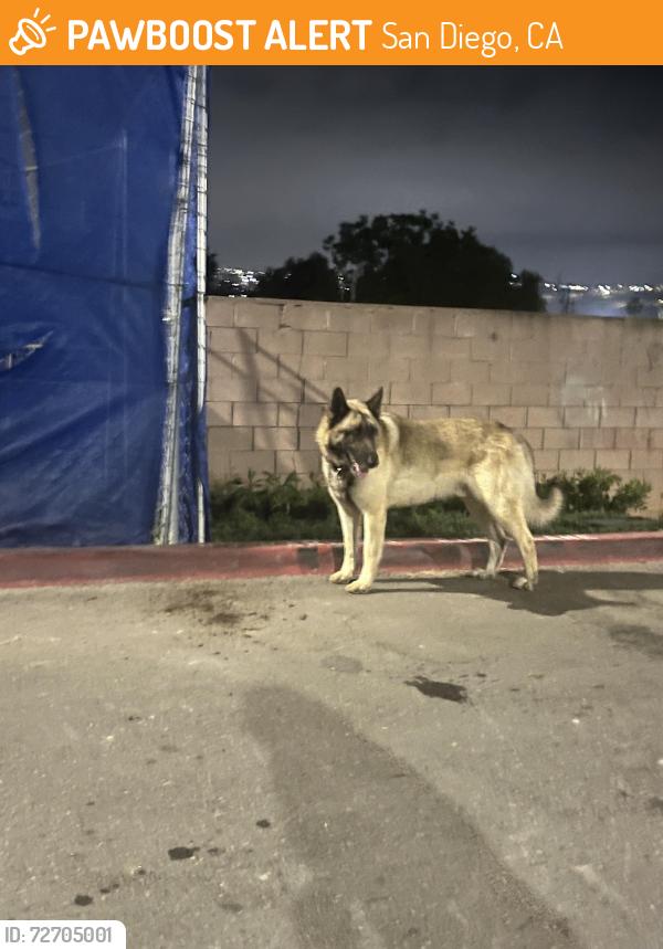 Found/Stray Male Dog last seen Dairy mart, San Diego, CA 92173