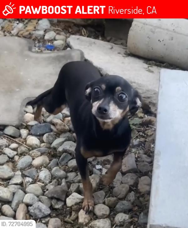 Lost Female Dog last seen 42nd Street to the north or Limonite Avenue to the south, Riverside, CA 92509