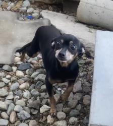 Lost Female Dog last seen 42nd Street to the north or Limonite Avenue to the south, Riverside, CA 92509