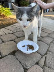 Found/Stray Male Cat last seen Ashlan and DeWolf, Clovis, CA 93619