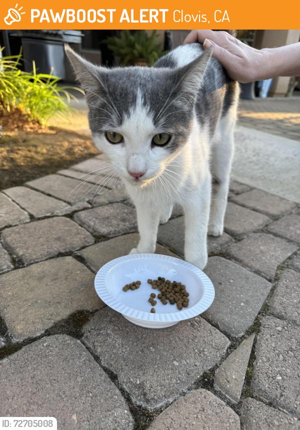 Found/Stray Male Cat last seen Ashlan and DeWolf, Clovis, CA 93619