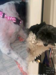 Lost Male Dog last seen Near w gulf bank rd Houston Tx 77088, Houston, TX 77088