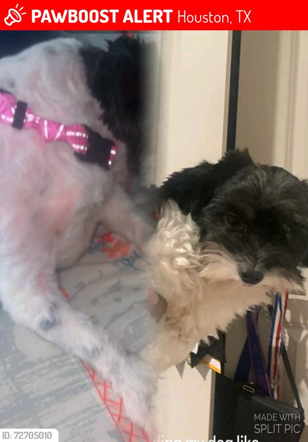 Lost Male Dog last seen Near w gulf bank rd Houston Tx 77088, Houston, TX 77088
