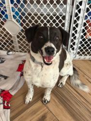 Found/Stray Male Dog last seen Smart & Final Sumner & Limonite EASTVALE CA, Eastvale, CA 92880