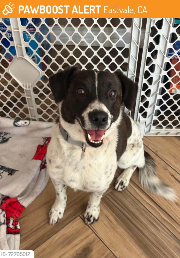 Found/Stray Male Dog last seen Smart & Final Sumner & Limonite EASTVALE CA, Eastvale, CA 92880