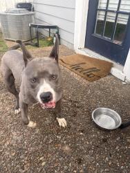 Found/Stray Male Dog last seen Bell Rd and Old Hickory Blvd, Nashville, TN 37076