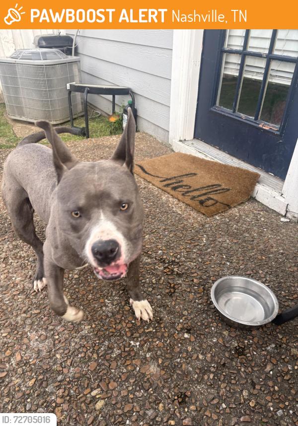 Found/Stray Male Dog last seen Bell Rd and Old Hickory Blvd, Nashville, TN 37076