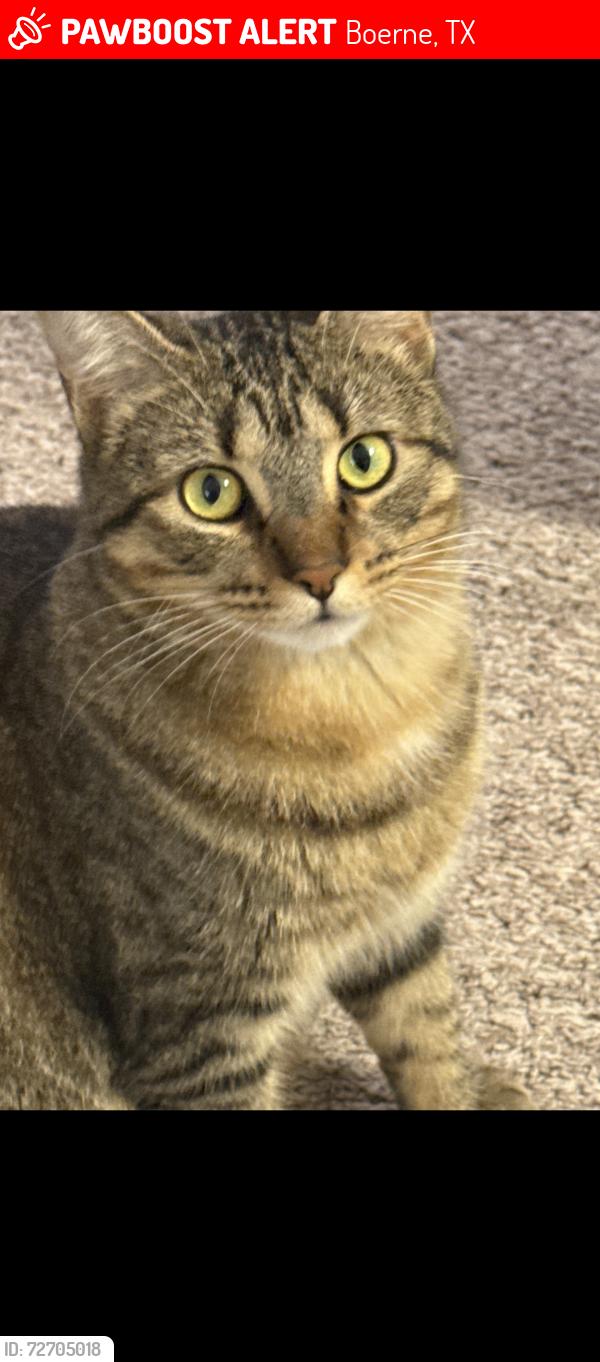 Lost Female Cat last seen simpatico rd, Boerne, TX 78006