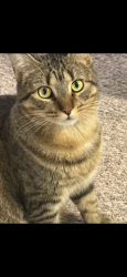 Lost Female Cat last seen simpatico rd, Boerne, TX 78006