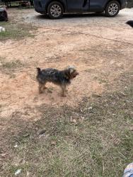 Found/Stray Male Dog last seen Hwy 11, S Saluda Rd, SC 29635