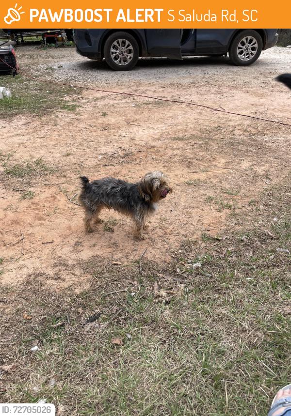 Found/Stray Male Dog last seen Hwy 11, S Saluda Rd, SC 29635