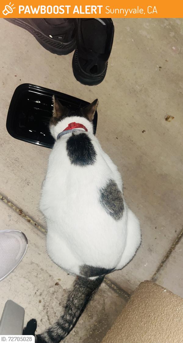 Found/Stray Unknown Cat last seen Hindu temple, Sunnyvale , Sunnyvale, CA 94085