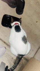 Found/Stray Unknown Cat last seen Hindu temple, Sunnyvale , Sunnyvale, CA 94085