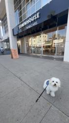 Lost Male Dog last seen Osborne & canterbury, Los Angeles, CA 91331