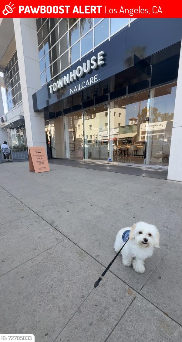 Lost Male Dog last seen Osborne & canterbury, Los Angeles, CA 91331