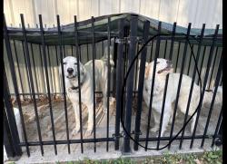 Found/Stray Male Dog last seen Near Chantilly Lane, Conroe TX, Conroe, TX 77384