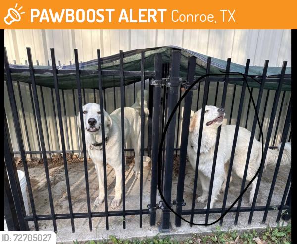 Found/Stray Male Dog last seen Near Chantilly Lane, Conroe TX, Conroe, TX 77384