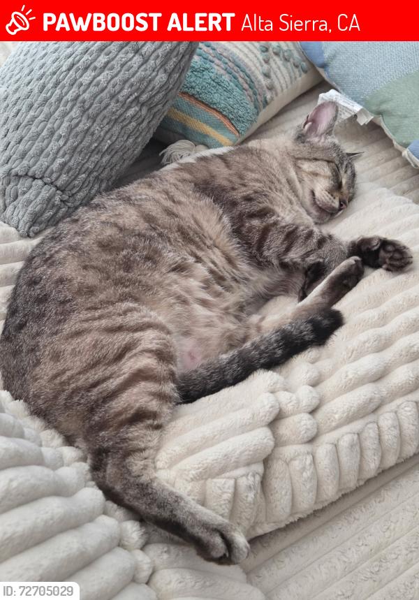 Lost Male Cat last seen Alice way and Lawrence way , Alta Sierra, CA 95949
