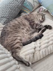 Lost Male Cat last seen Alice way and Lawrence way , Alta Sierra, CA 95949