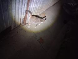 Found/Stray Female Cat last seen Crews road, Gilroy, CA 95020