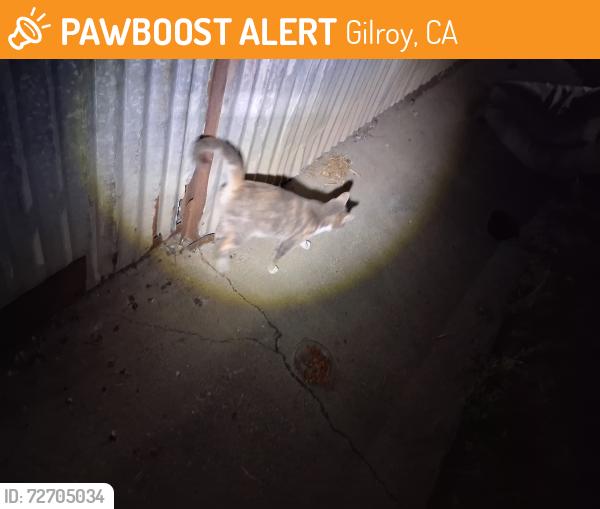 Found/Stray Female Cat last seen Crews road, Gilroy, CA 95020