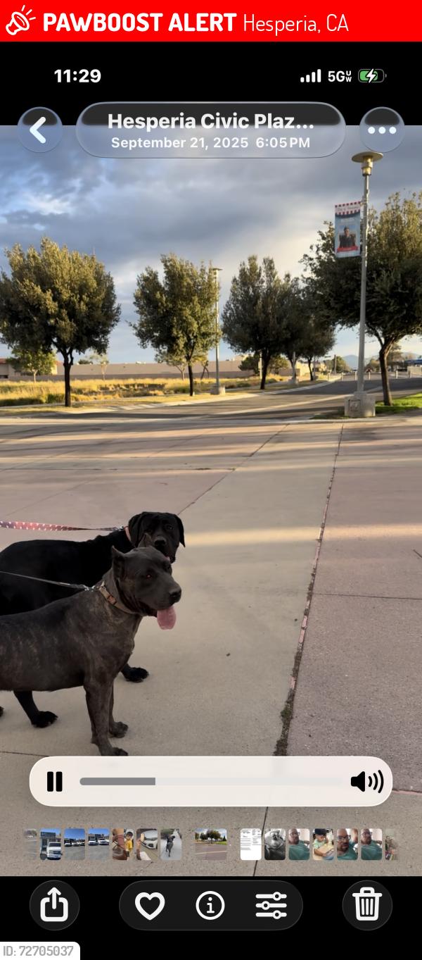 Lost Female Dog last seen Danbury and Main st, Hesperia, CA 92345